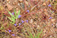 Murdannia pauciflora
