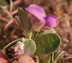 Podalyria burchellii