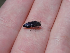 Acmaeodera ornatoides