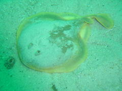 Cape Numbfish photo 4