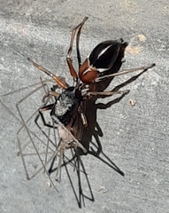 Leptorchestes berolinensis