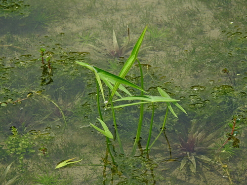 Image of Sagittaria trifolia by (c) Jacy Chen, some rights reserved (CC BY)