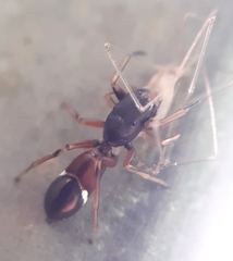 Leptorchestes berolinensis