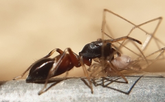 Leptorchestes berolinensis