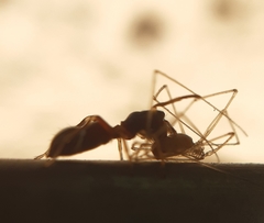 Leptorchestes berolinensis