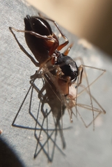 Leptorchestes berolinensis