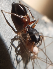 Leptorchestes berolinensis