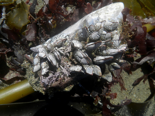 photo of Gooseneck Barnacle (Pollicipes polymerus)