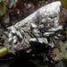 photo of Gooseneck Barnacle (Pollicipes polymerus)