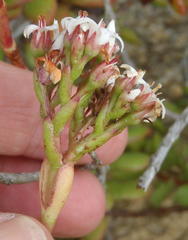 Crassula rubricaulis