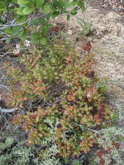 Crassula rubricaulis