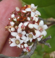 Crassula rubricaulis