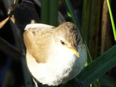 Acrocephalus gracilirostris gracilirostris
