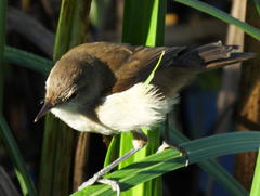 Acrocephalus gracilirostris gracilirostris