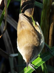 Acrocephalus gracilirostris gracilirostris