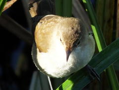 Acrocephalus gracilirostris gracilirostris