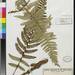 Polystichum australiense - Photo (c) Smithsonian Institution, National Museum of Natural History, Department of Botany, alguns direitos reservados (CC BY-NC-SA)