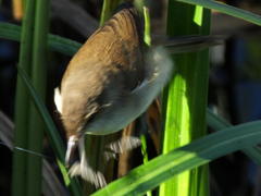 Acrocephalus gracilirostris gracilirostris