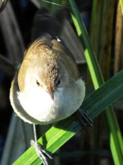 Acrocephalus gracilirostris gracilirostris