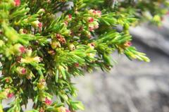 Erica axillaris