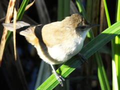 Acrocephalus gracilirostris gracilirostris