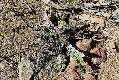 Image of Kleinkaroo Spikeviolet (Acanthopsis dispermoides) by no rights reserved
