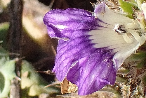 Image of Kleinkaroo Spikeviolet (Acanthopsis dispermoides) by no rights reserved
