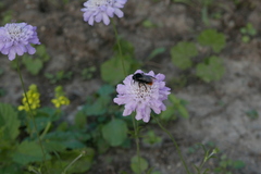 Bombus rupestris