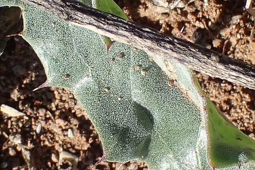 Image of Kleinkaroo Spikeviolet (Acanthopsis dispermoides) by no rights reserved