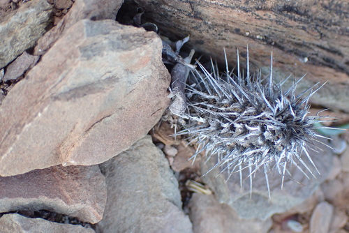 Image of Acanthopsis dispermoides by no rights reserved