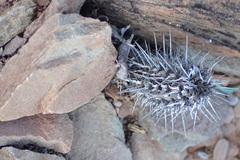Acanthopsis dispermoides
