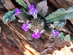 Acanthopsis dispermoides