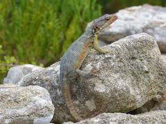 Pseudocordylus microlepidotus microlepidotus