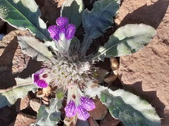 Acanthopsis dispermoides