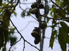 Diospyros candolleana
