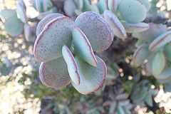 Adromischus triflorus