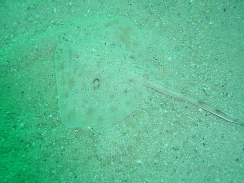 Biscuit skate (Raja straeleni) — Rajidae