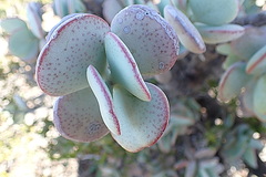Adromischus triflorus