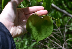 Cercis canadensis