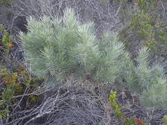 Aspalathus florifera