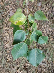 Populus × sibirica