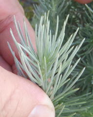 Aspalathus florifera