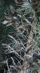 Aspalathus florifera