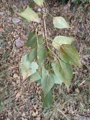 Populus × sibirica