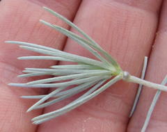 Aspalathus florifera