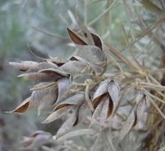 Aspalathus florifera