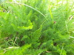 Meum athamanticum