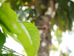Hopea