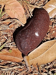 Hymenaea
