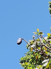 Hymenaea